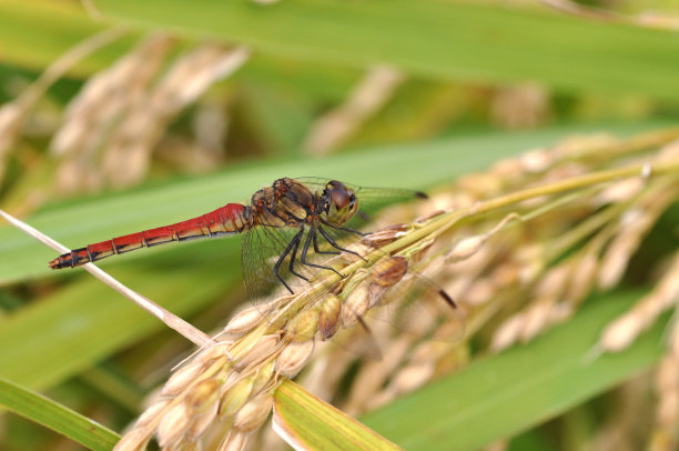 稻田红蜻蜓