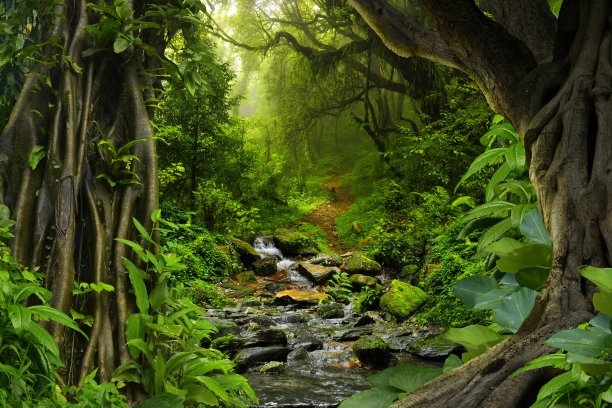 jungle