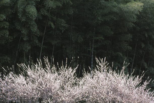 竹林梅花