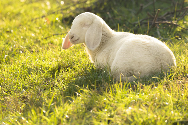 lamb