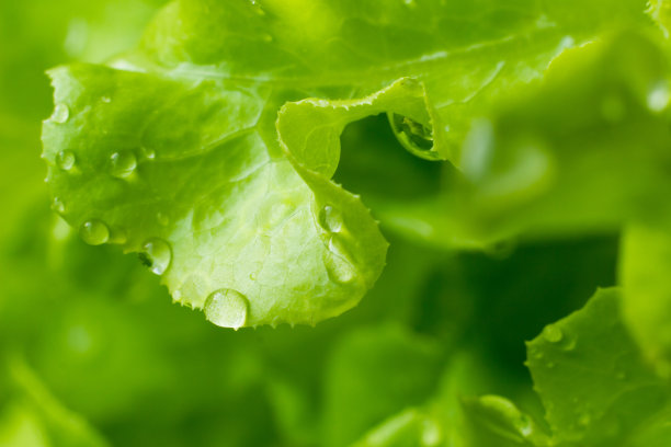 lactuca