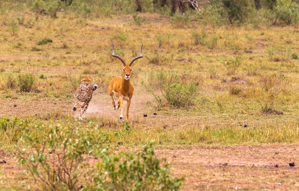 antelope