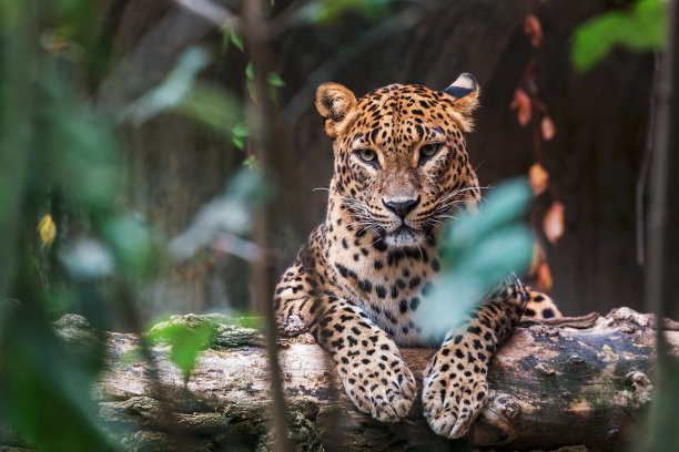 wildlife