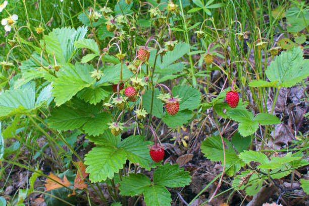农田里的草莓