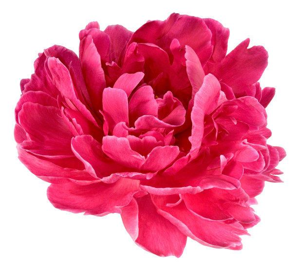 peony