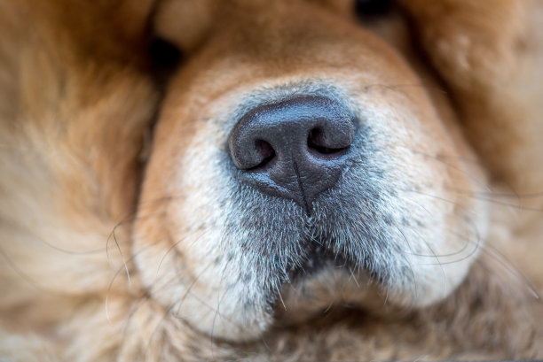 muzzle