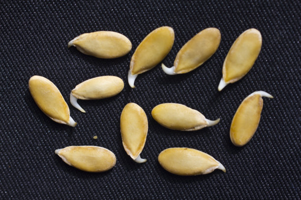 seed
