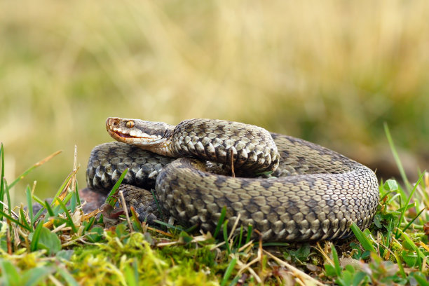 atheris