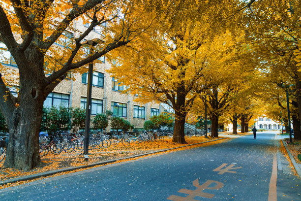 秋季校园的树
