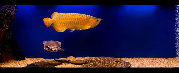 arowana
