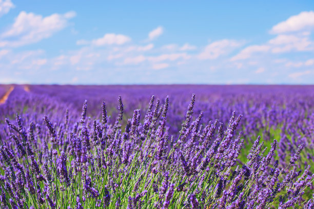 provence