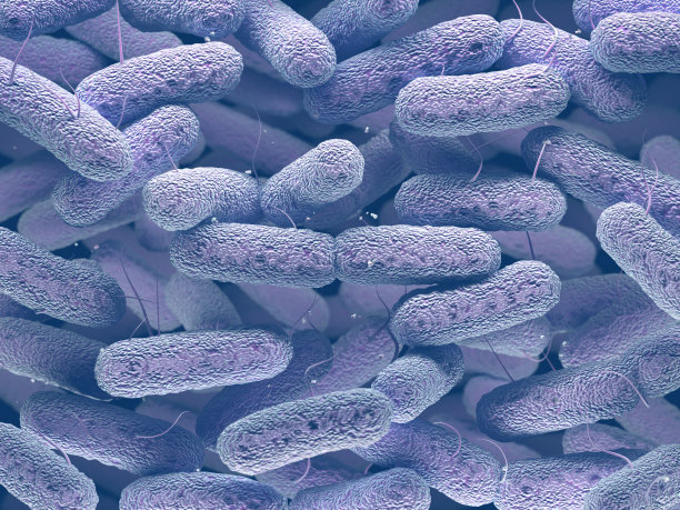 阳性细菌