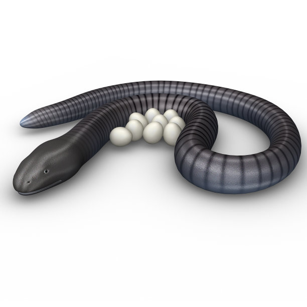 caecilian