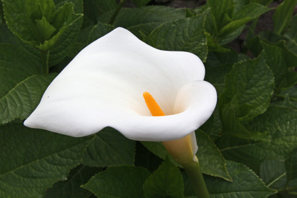 zantedeschia