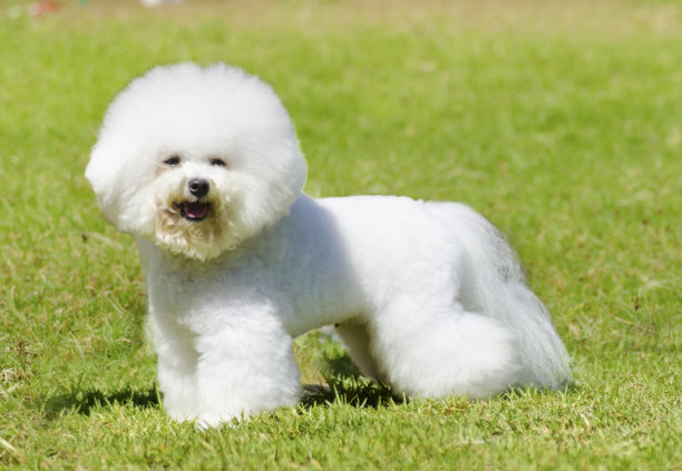 比熊犬