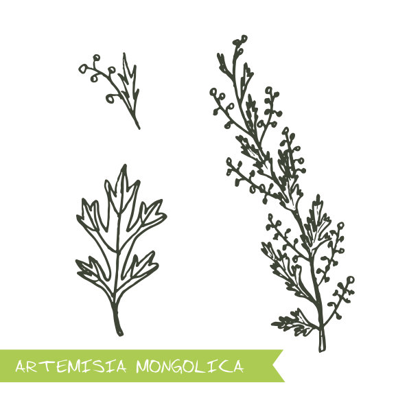 mugwort