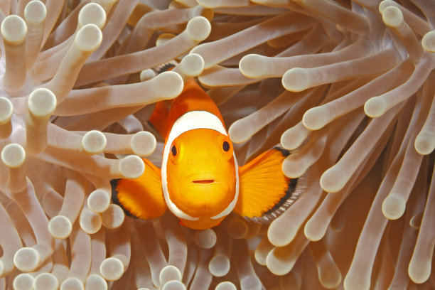 anemonefish