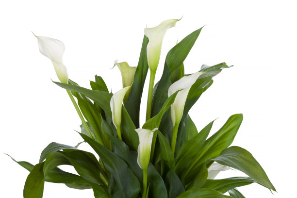 zantedeschia