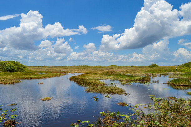 wetland