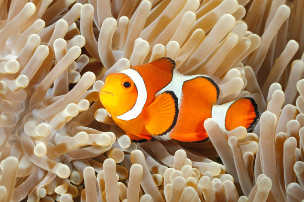 anemonefish