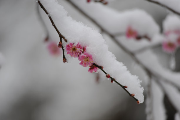 落雪梅花