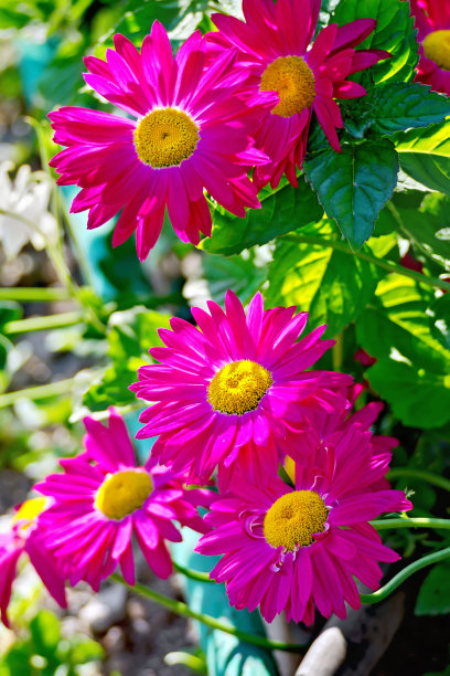 pyrethrum