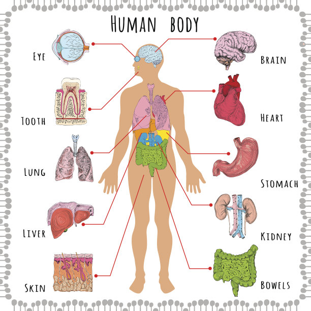 人体,泌尿系统,人类消化系统