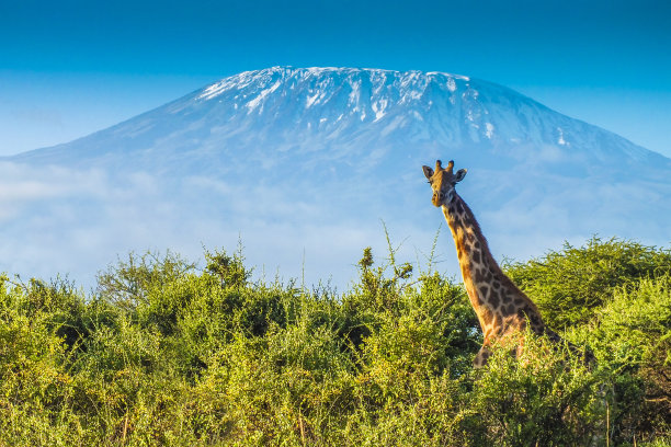 serengeti