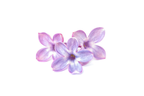 lilac