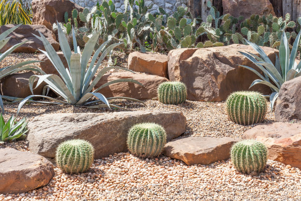 cacti