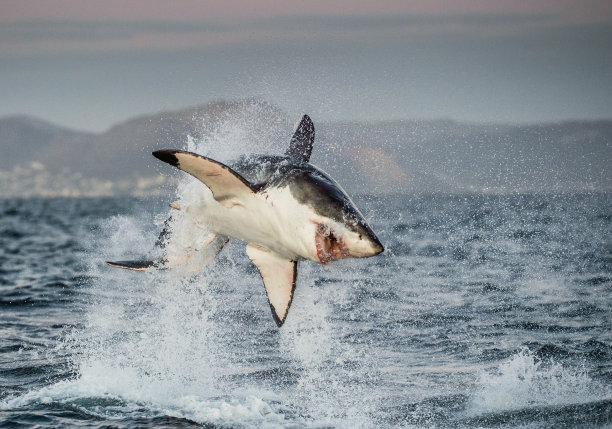 shark