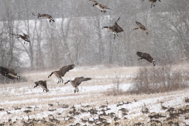branta