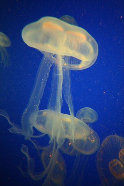 海洋馆