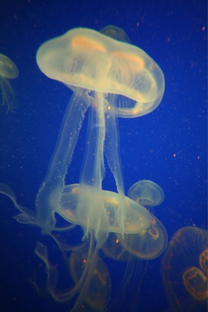 海洋馆水族海底世界水母