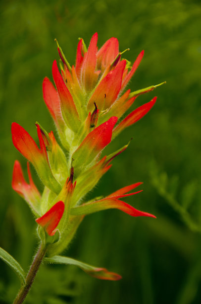 hawkweed