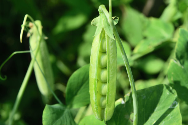 lathyrus