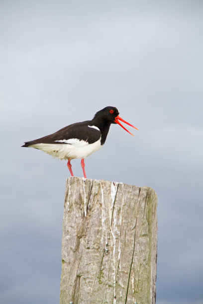 haematopus