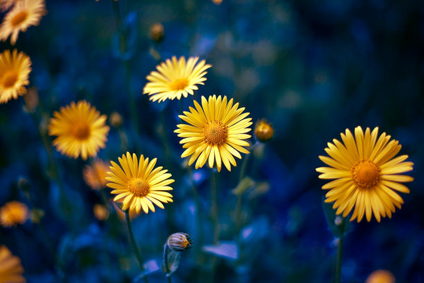 camomiles