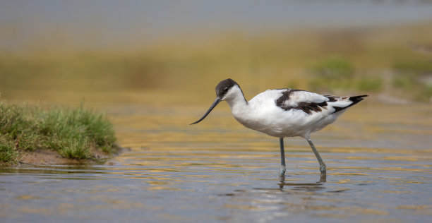 avocet
