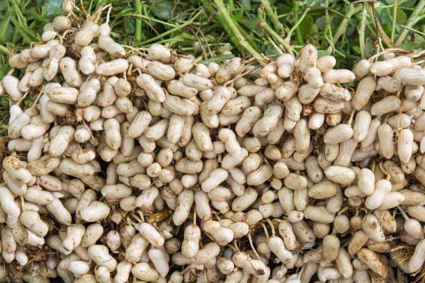 earthnut