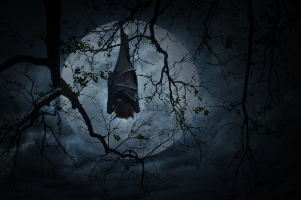 bat