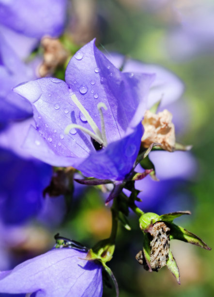 hyacinthoides