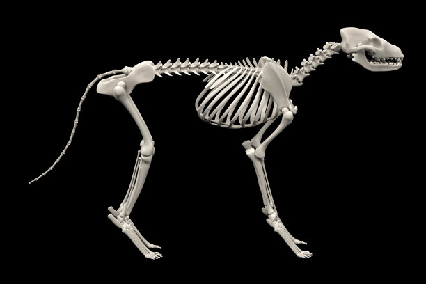skeleton