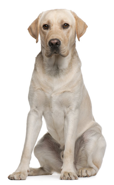 labrador
