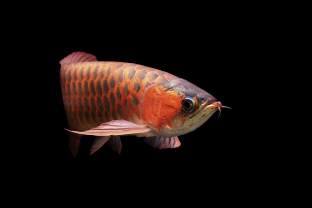 arowana