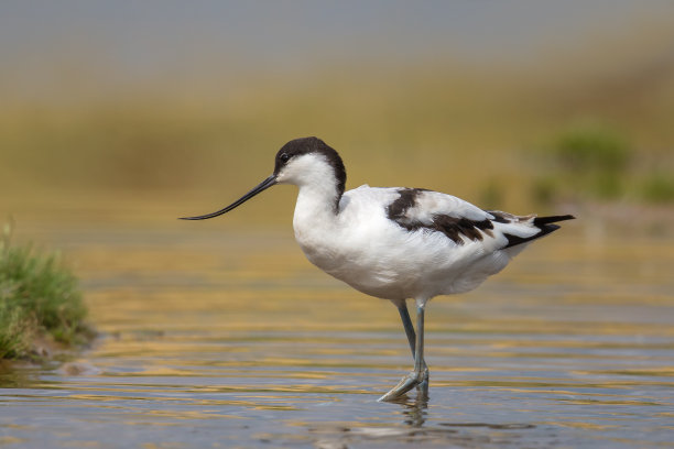 avocet