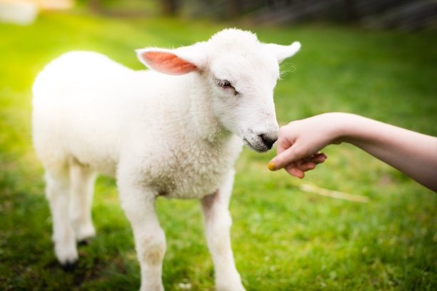 lamb