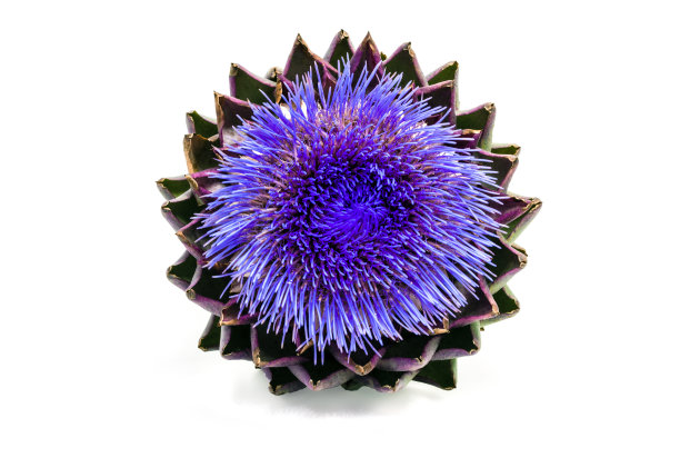 artichoke