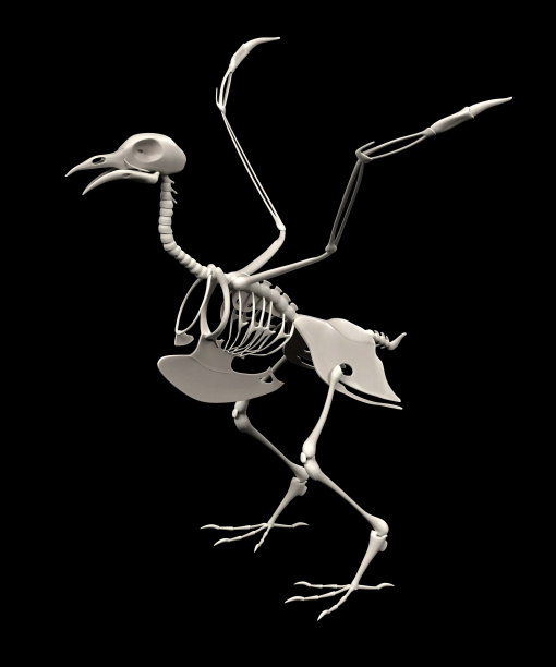 skeleton