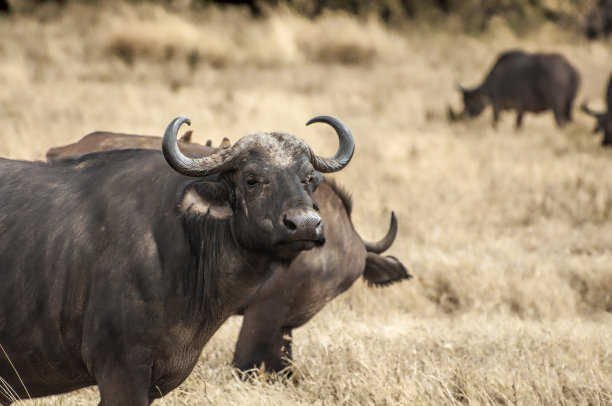 ox